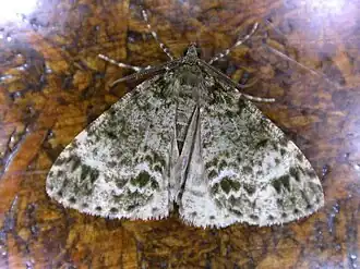 Pseudocoremia indistincta