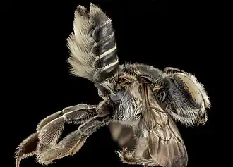 Megachile integrella