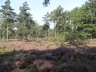 Schaijkse Heide, nabij de Palmstraat