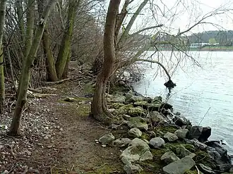 Maasoever met wilgenbosjes