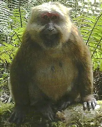 Macaca leucogenys