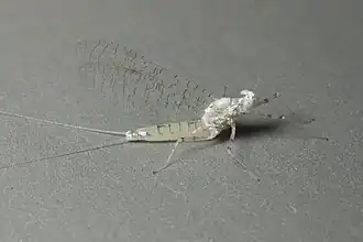 Maccaffertium mexicanum