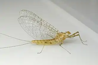 Maccaffertium modestum