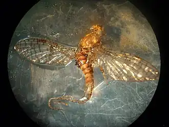 Maccaffertium pudicum