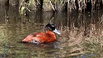 Afrikaanse stekelstaart