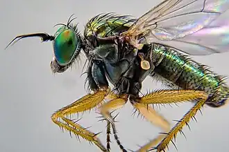 Machaerium maritimae