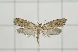 Machaeropteris petalacma