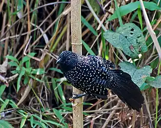 Langstaartmierklauwier