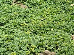 Vegetatie vlak achter het strand.