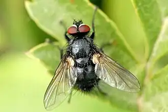 Macquartia tenebricosa