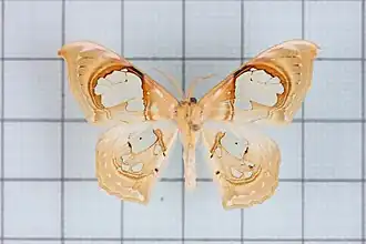 Macrauzata fenestraria