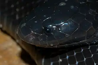 Macrelaps microlepidotus