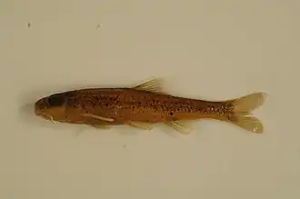 Macrhybopsis hyostoma