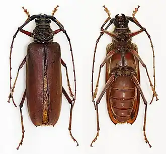 Hamaticherus bellator