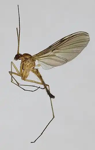 Macrocera fasciata