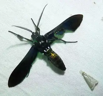 Macrocneme chrysitis