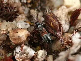 Macrodema microptera