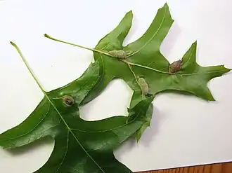 Macrodiplosis niveipila