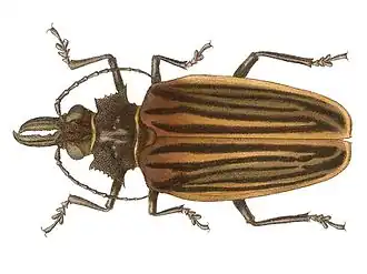 Macrodontia batesi