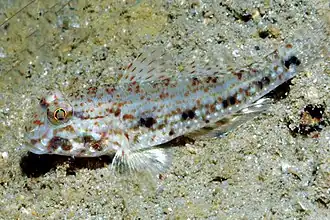 Macrodontogobius