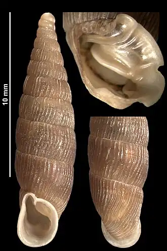 Geribde clausilia