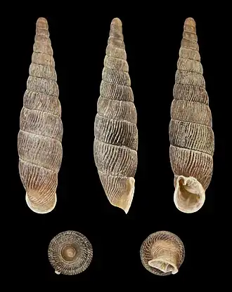 Macrogastra densestriata