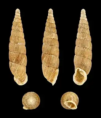 Macrogastra ventricosa