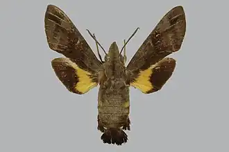 Macroglossum albigutta