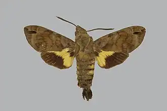 Macroglossum alcedo