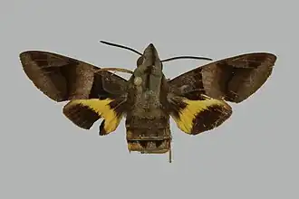 Macroglossum amoenum
