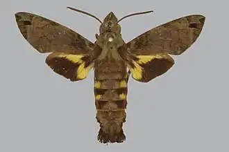 Macroglossum aquila