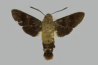Macroglossum avicula