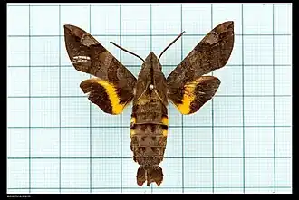 Macroglossum belis: alleen bovenzijde achtervleugels oranje