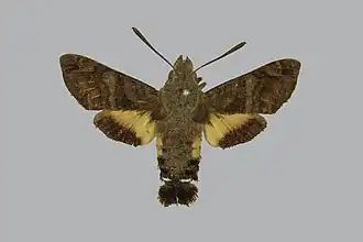 Macroglossum bifasciata