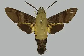 Macroglossum bombylans