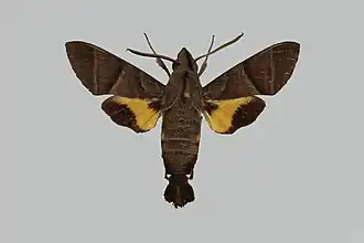 Macroglossum clemensi