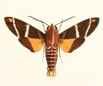 Macroglossum dohertyi