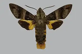 Macroglossum eichhorni