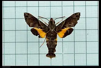 Macroglossum fritzei