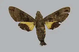 Macroglossum fruhstorferi