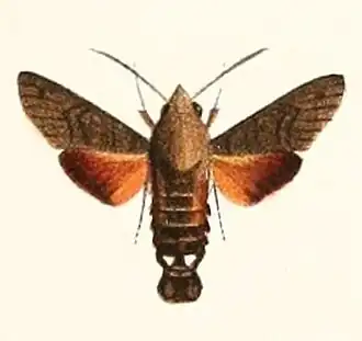 Macroglossum gyrans