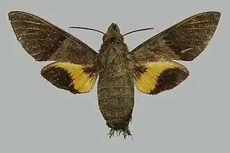 Macroglossum hemichroma