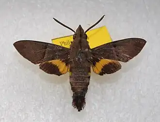 Macroglossum jani