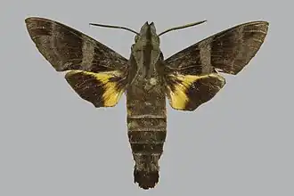 Macroglossum kitchingi