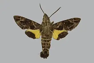 Macroglossum lepidum