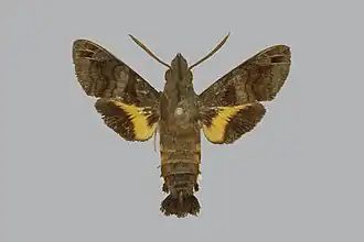 Macroglossum limata