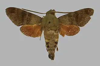 Macroglossum marquesanum