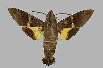 Macroglossum mediovitta
