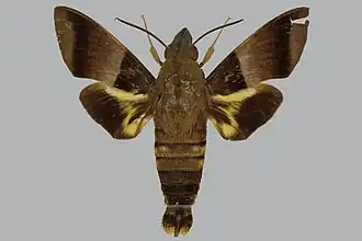 Macroglossum meeki