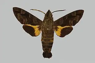 Macroglossum nemesis